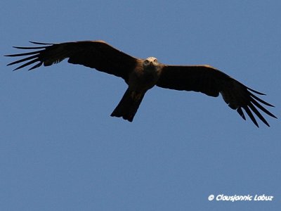 Black kite / Sort glente