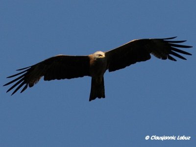 Black kite / Sort glente