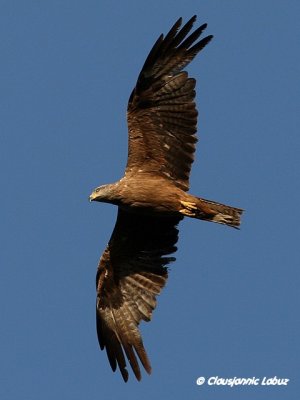 Black kite / Sort glente