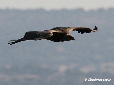 Griffon vulture / Gsegrib