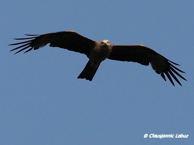 Black kite / Sort glente