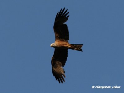 Black kite / Sort glente