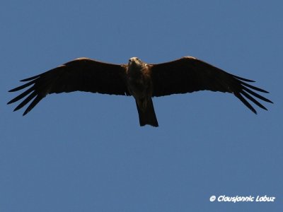 Black kite / Sort glente