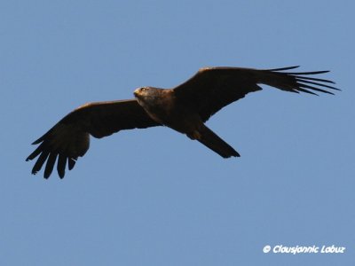 Black kite / Sort glente