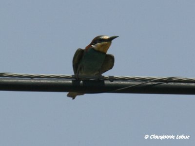 Bee-eater / Bider