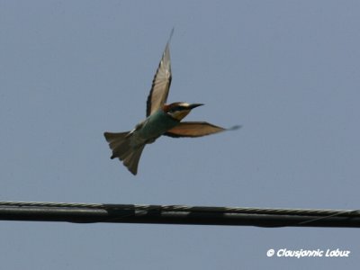 Bee-eater / Bider