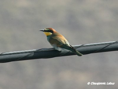 Bee-eater / Biæder