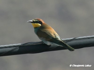 Bee-eater / Biæder