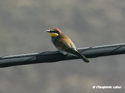 Bee-eater / Biæder