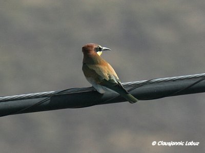 Bee-eater / Biæder