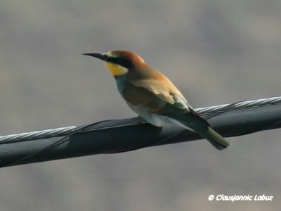 Bee-eater / Biæder