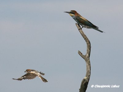 Bee-eater / Biæder