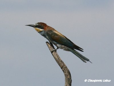 Bee-eater / Biæder