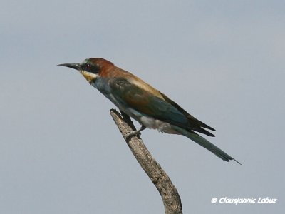 Bee-eater / Biæder