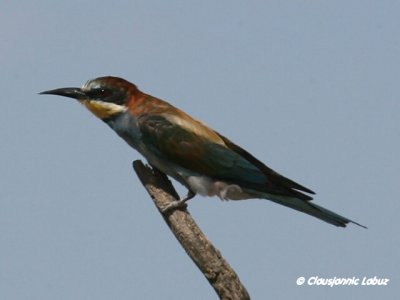 Bee-eater / Biæder