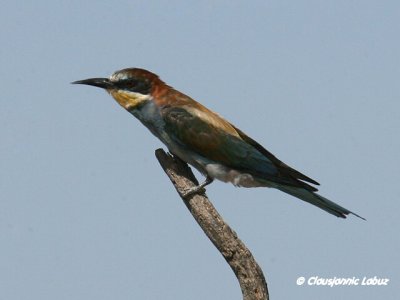 Bee-eater / Biæder
