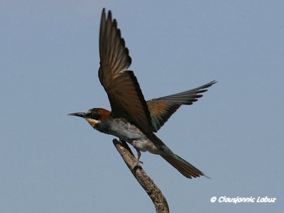 Bee-eater / Biæder