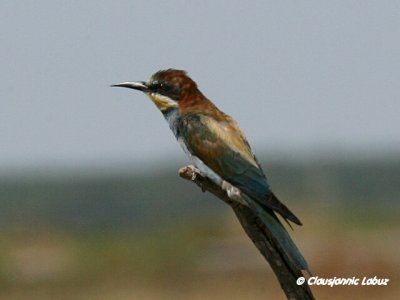 Bee-eater / Biæder