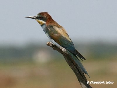 Bee-eater / Biæder
