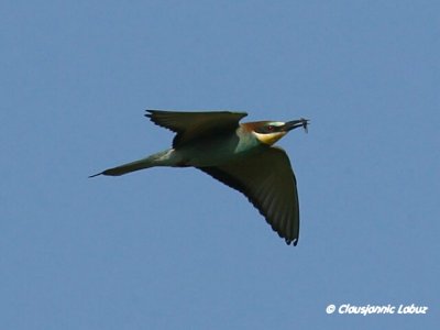 Bee-eater / Biæder