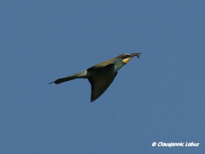 Bee-eater / Biæder