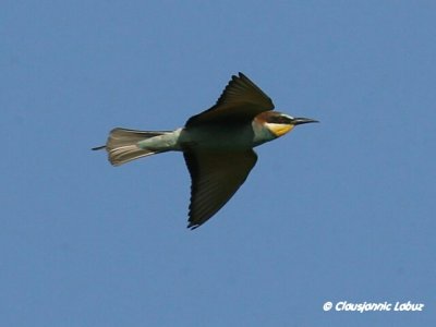 Bee-eater / Biæder