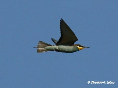 Bee-eater / Biæder