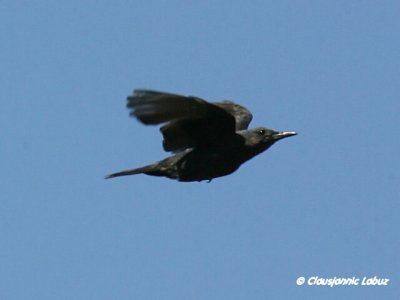 Blue Rock Thrush / Blådrossel