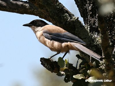 Azurewinged Magpie / Blåskade