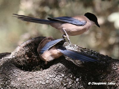 Azurewinged Magpie / Blåskade