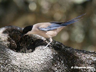 Azurewinged Magpie / Blåskade