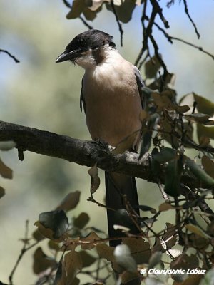 Azurewinged Magpie / Blåskade
