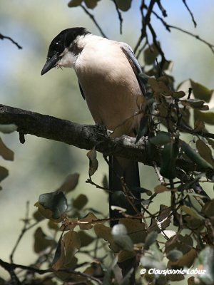 Azurewinged Magpie / Blåskade