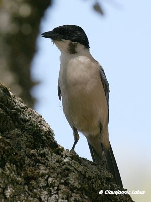 Azurewinged Magpie / Blåskade