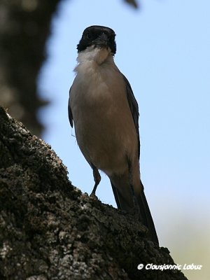 Azurewinged Magpie / Blåskade