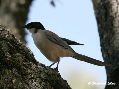 Azurewinged Magpie / Blåskade