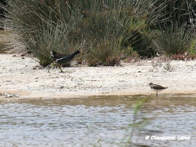 Marsh sandpiper and Purple Swamphen /Damklire og Sultanhøne