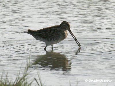 Common Snipe / Dobbeltbekkasin