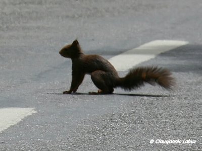 Red squirrel / Egern