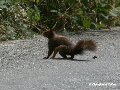 Red squirrel / Egern
