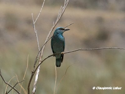 European Roller / Ellekrage - Tavernas rken