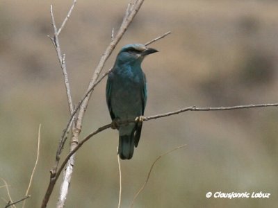 European Roller / Ellekrage - Tavernas rken