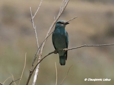 European Roller / Ellekrage - Tavernas rken