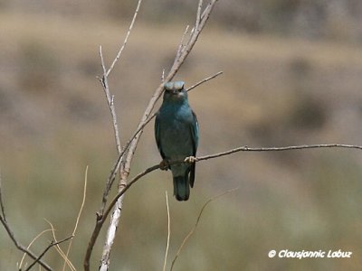 European Roller / Ellekrage - Tavernas rken