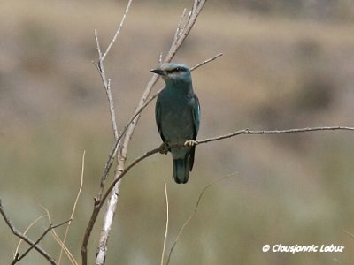 European Roller / Ellekrage - Tavernas rken