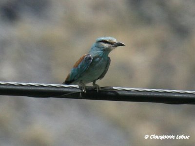 European Roller / Ellekrage - Tavernas Ørken