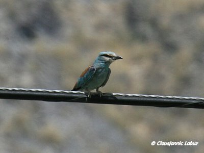 European Roller / Ellekrage - Tavernas Ørken