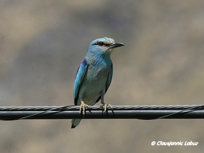 European Roller / Ellekrage - Tavernas rken
