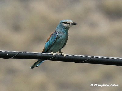 European Roller / Ellekrage - Tavernas rken