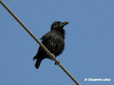 Spotless Starling / Ensfarvet-Str